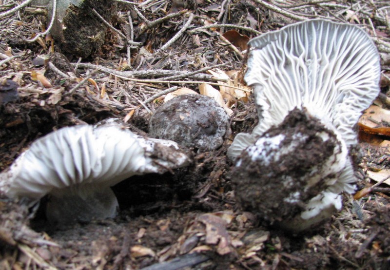 funghi da identificare 4